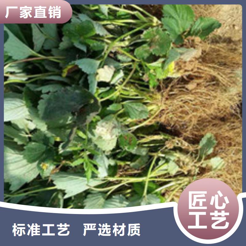 草莓苗果树苗批发基地送货上门