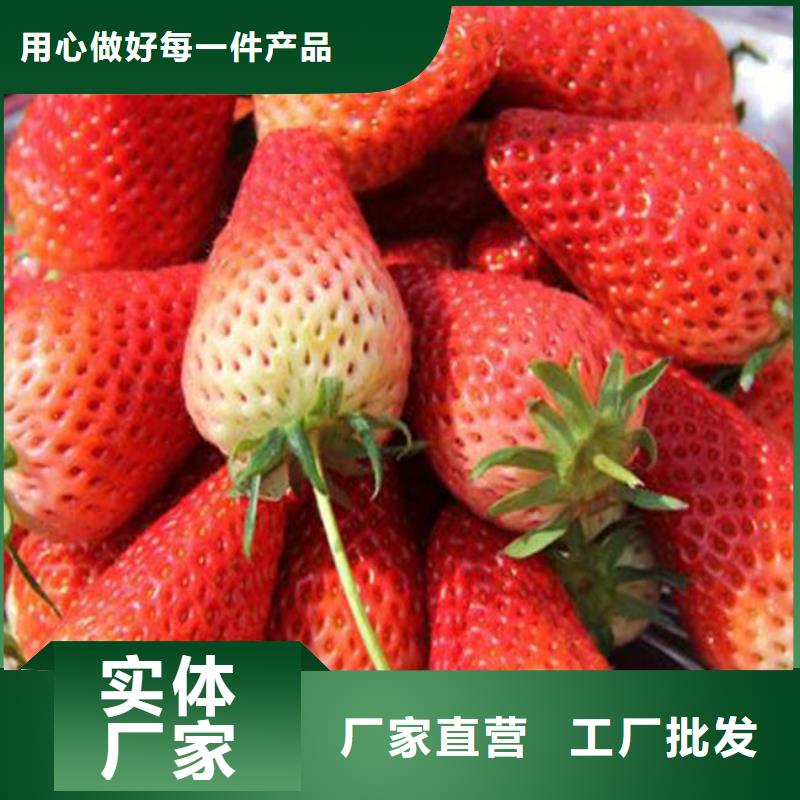 草莓苗桃树苗从厂家买售后有保障