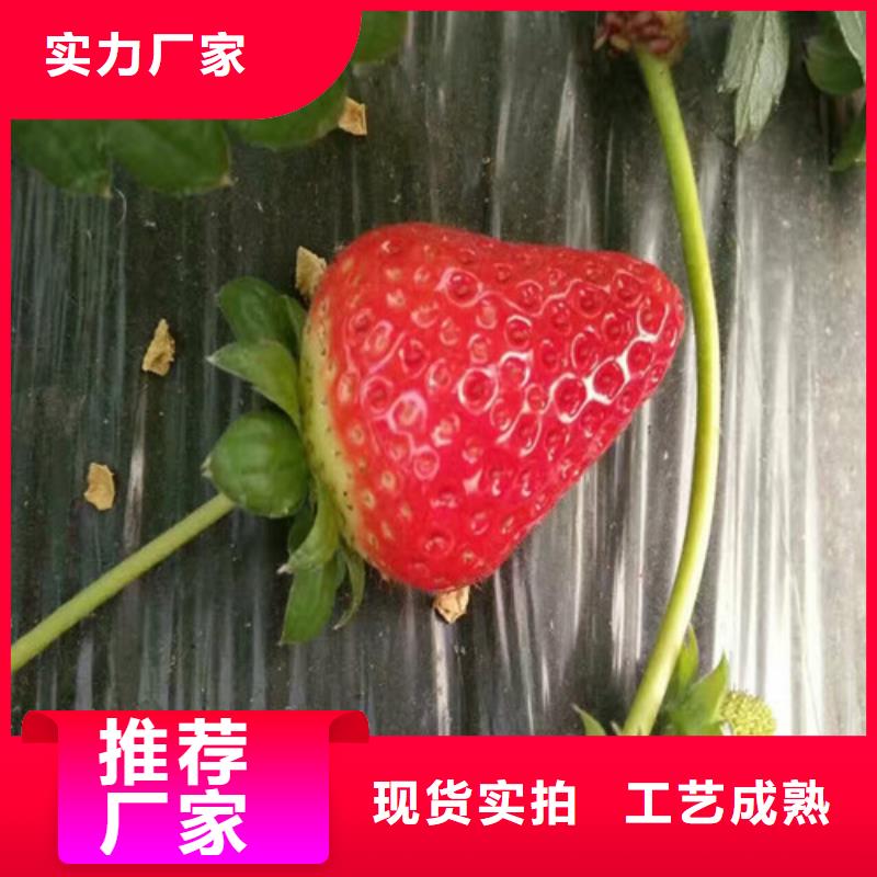 草莓苗【红蜜桃树苗】用心做产品