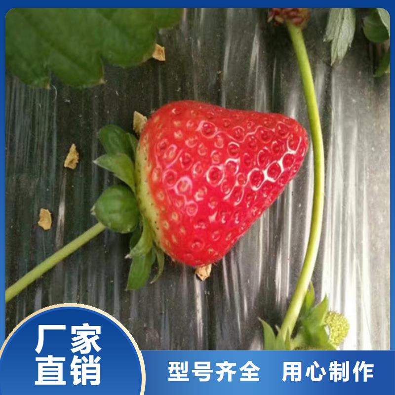 草莓苗桃树苗从厂家买售后有保障