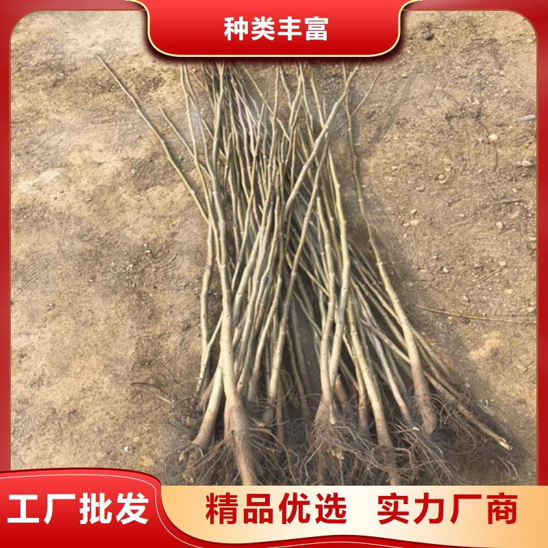 【核桃苗】红油香椿树苗工程施工案例