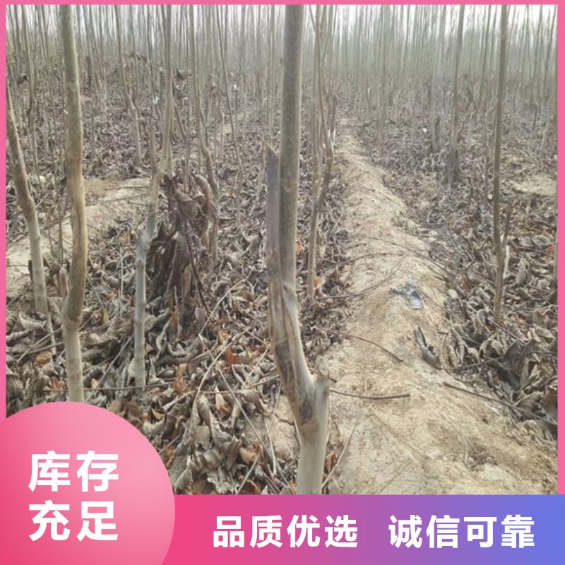 【核桃苗】,无籽葡萄树苗出厂严格质检