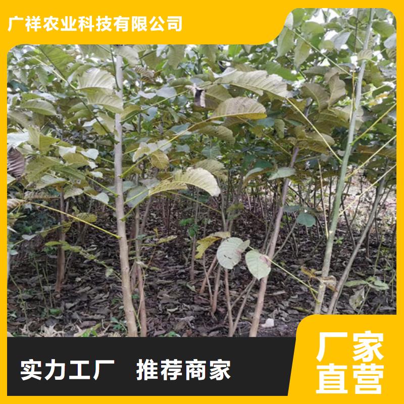 【核桃苗大棚草莓苗大厂生产品质】