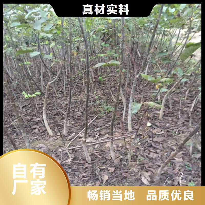 核桃苗_草莓苗价格拒绝中间商