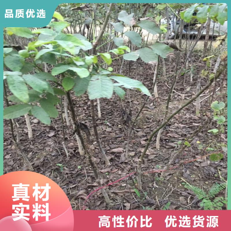 核桃苗红肉西梅好品质售后无忧