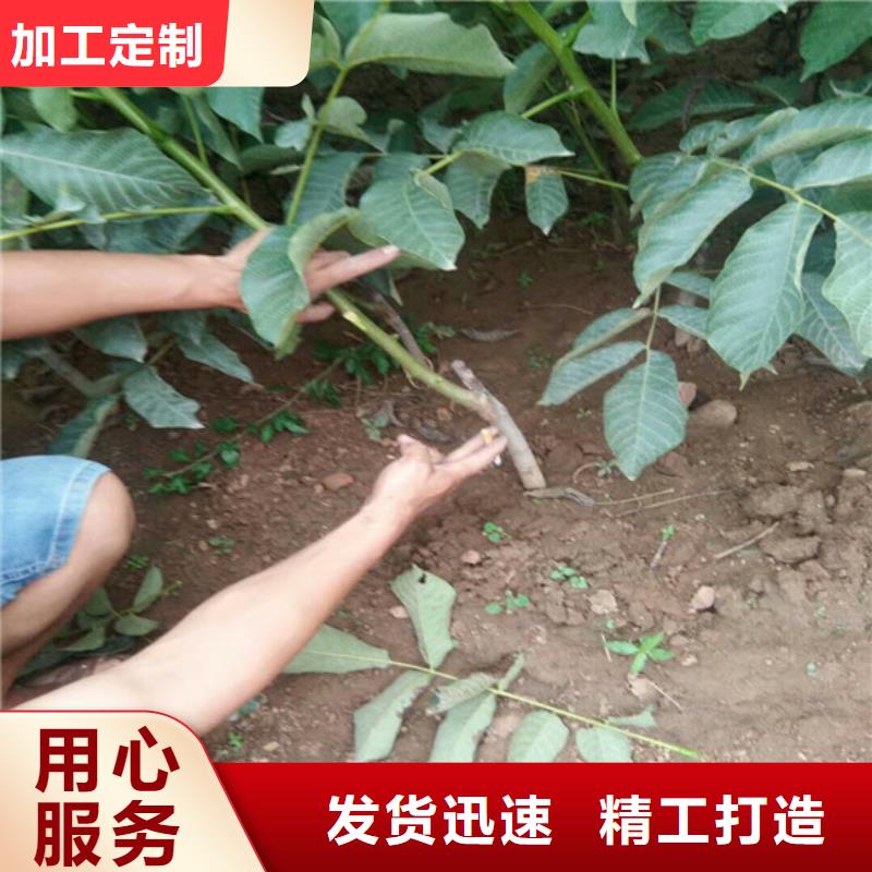 核桃苗-吉塞拉6号砧木重信誉厂家