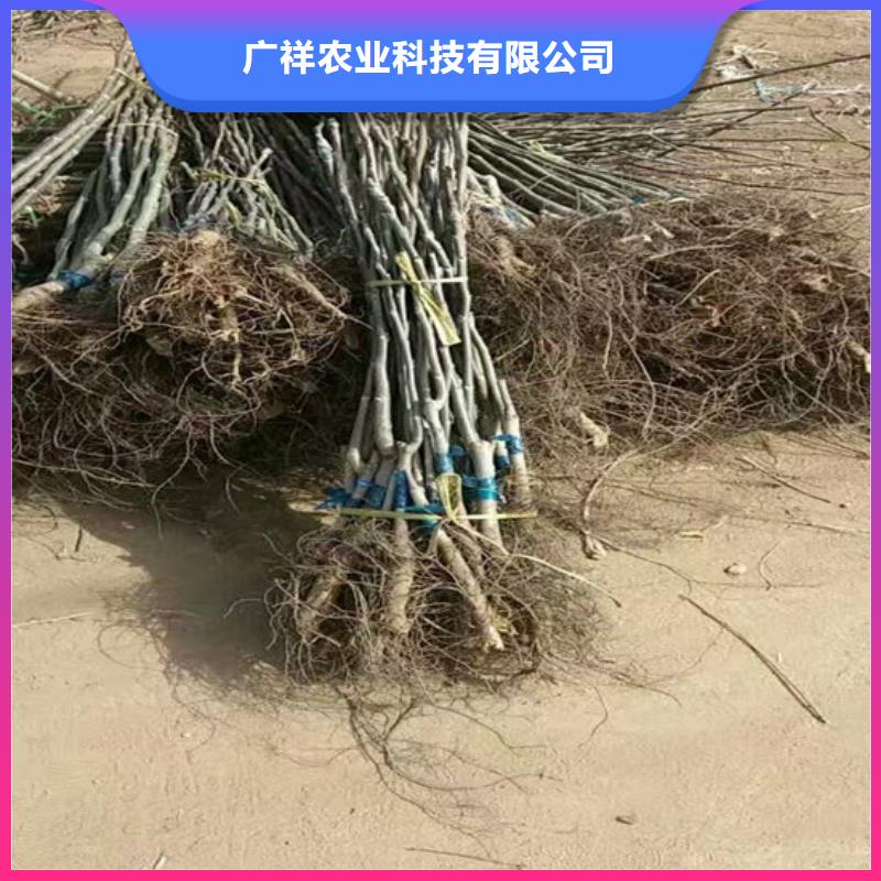 核桃苗桃树苗品质保证实力见证