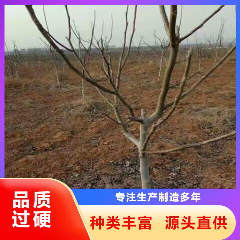 核桃苗,【红蜜桃树苗】工厂直营