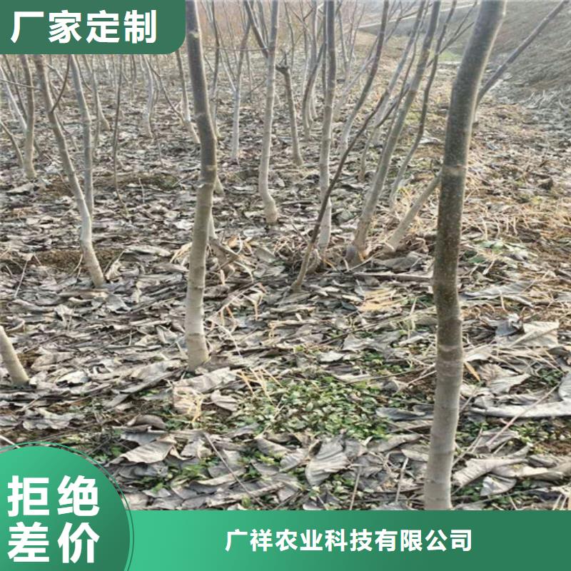 【核桃苗】,无籽葡萄树苗出厂严格质检