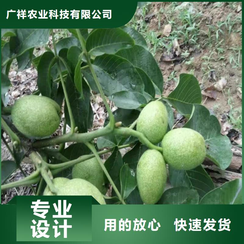 核桃苗_草莓苗价格适用范围广