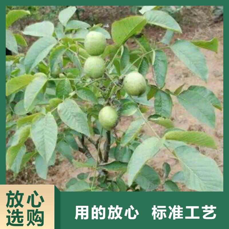 【核桃苗大棚草莓苗大厂生产品质】