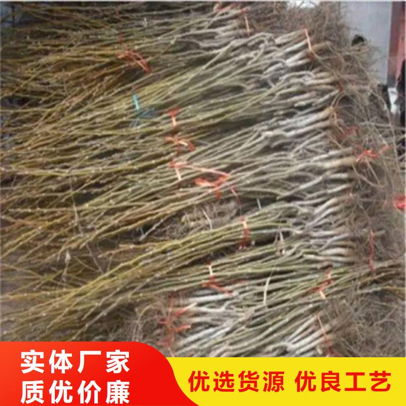 核桃苗_果树苗批发基地产品细节参数