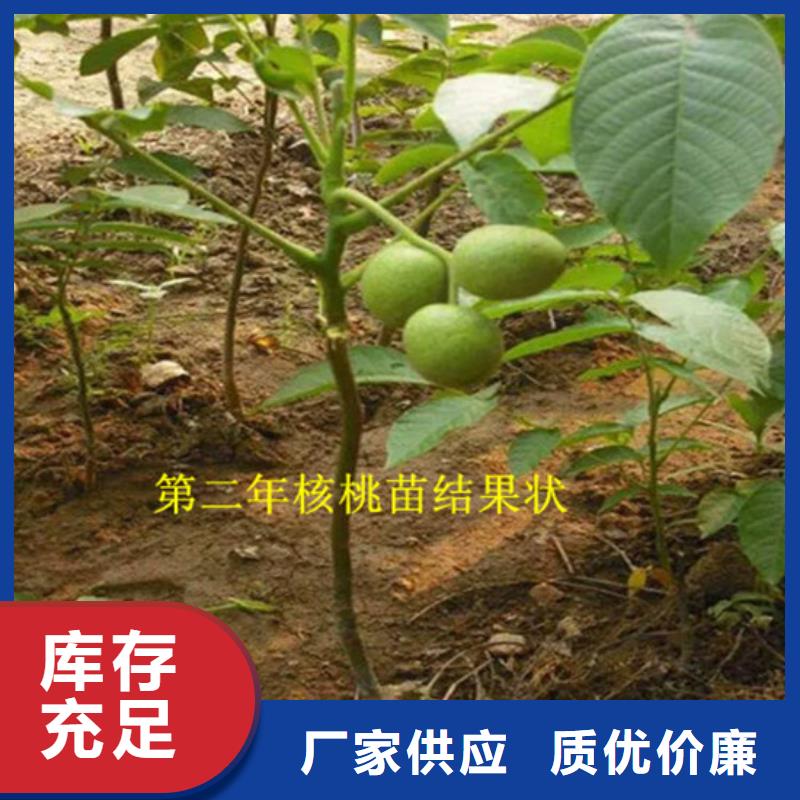 核桃苗,【红蜜桃树苗】工厂直营