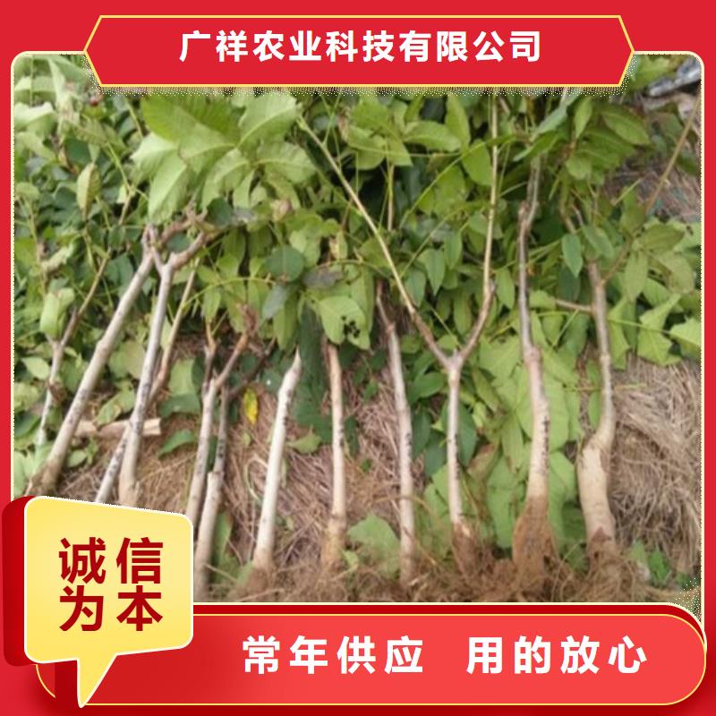 核桃苗【草莓苗价格】货到付款