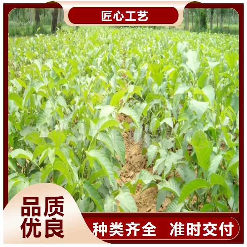 【核桃苗】果树苗批发基地满足客户需求