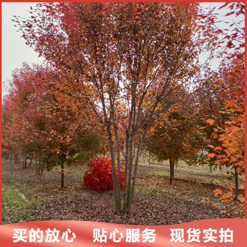 法桐-金叶槐当地货源