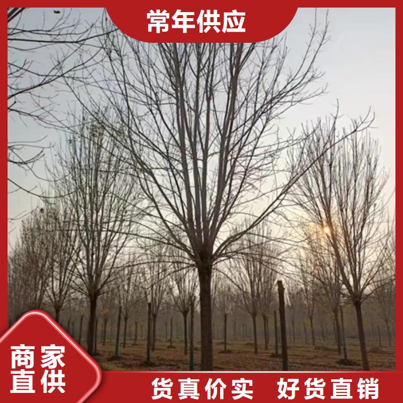 法桐垂丝海棠使用方法