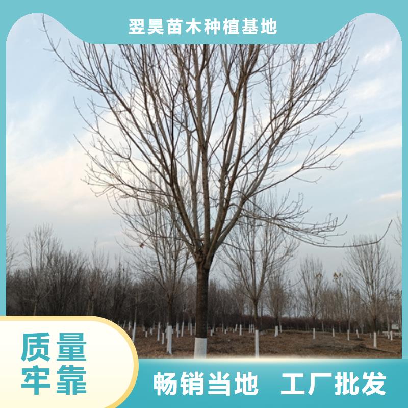 法桐质量上乘