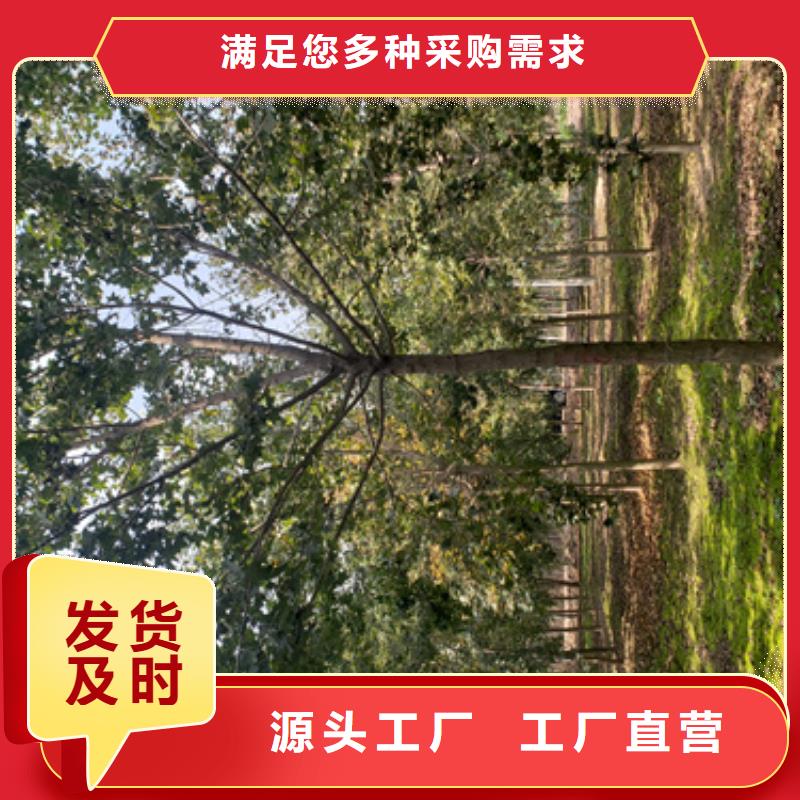 法桐原生冠法桐实力商家
