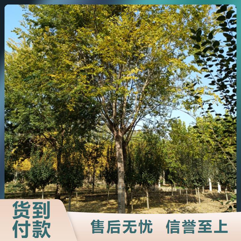 原厂制造【法桐】-国槐产地直供
