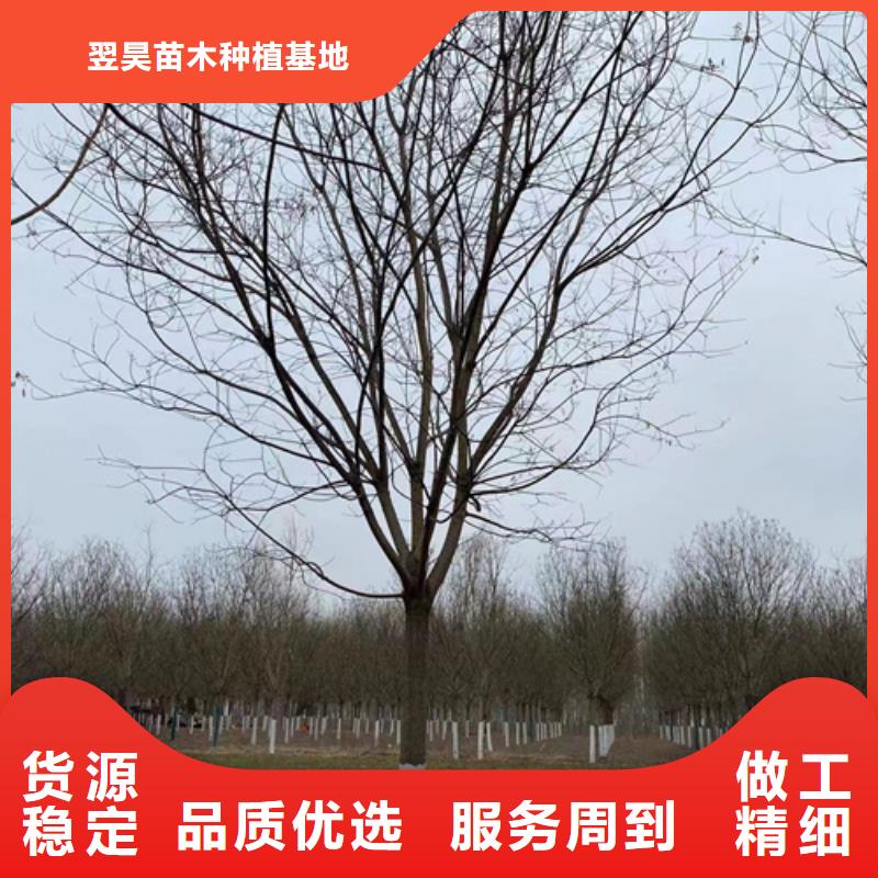 法桐-美国红枫厂家案例