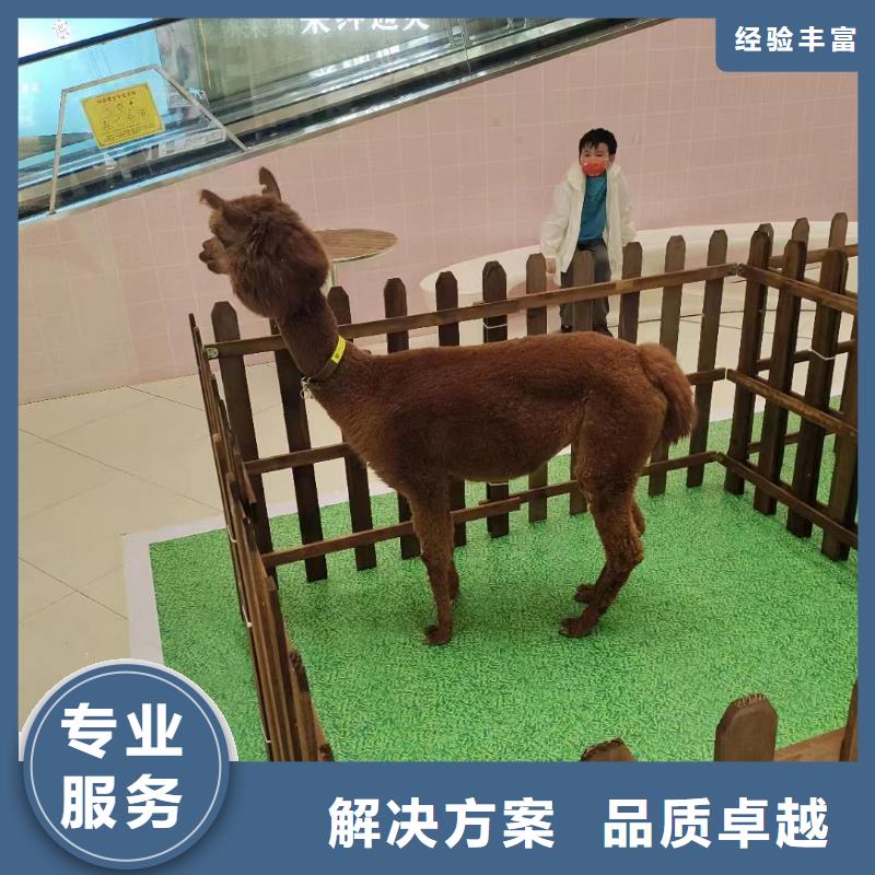 马戏团/羊驼 【出租海狮表演】实力强有保证