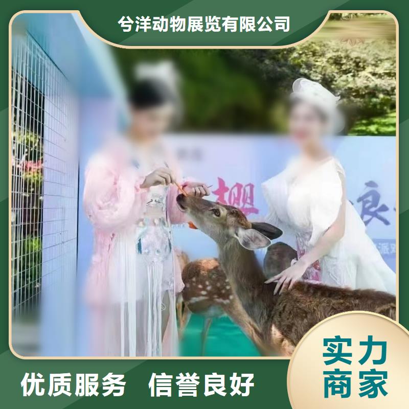 【马戏团/羊驼】水族海洋展放心之选