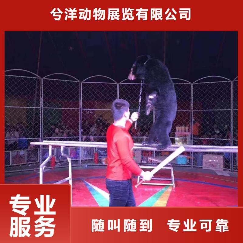 马戏团/羊驼杂技表演口碑商家