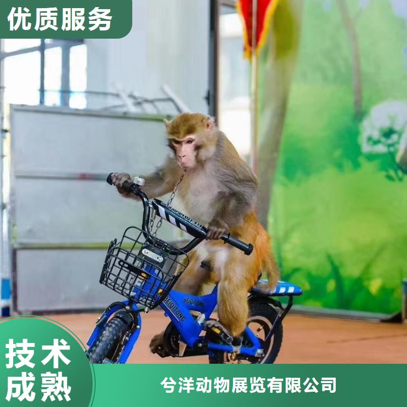 马戏团/羊驼企鹅租赁解决方案