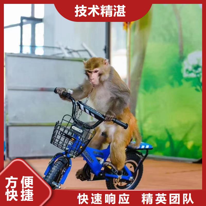 马戏团/羊驼鹦鹉表演专业服务
