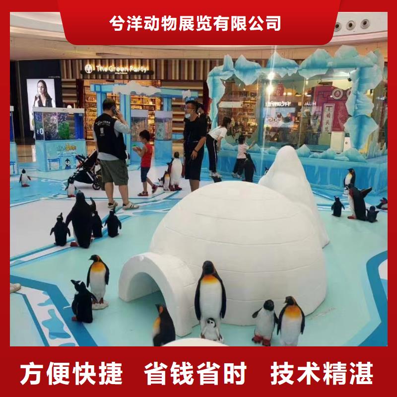 海洋主题动物表演环球飞车表演出租长期合作