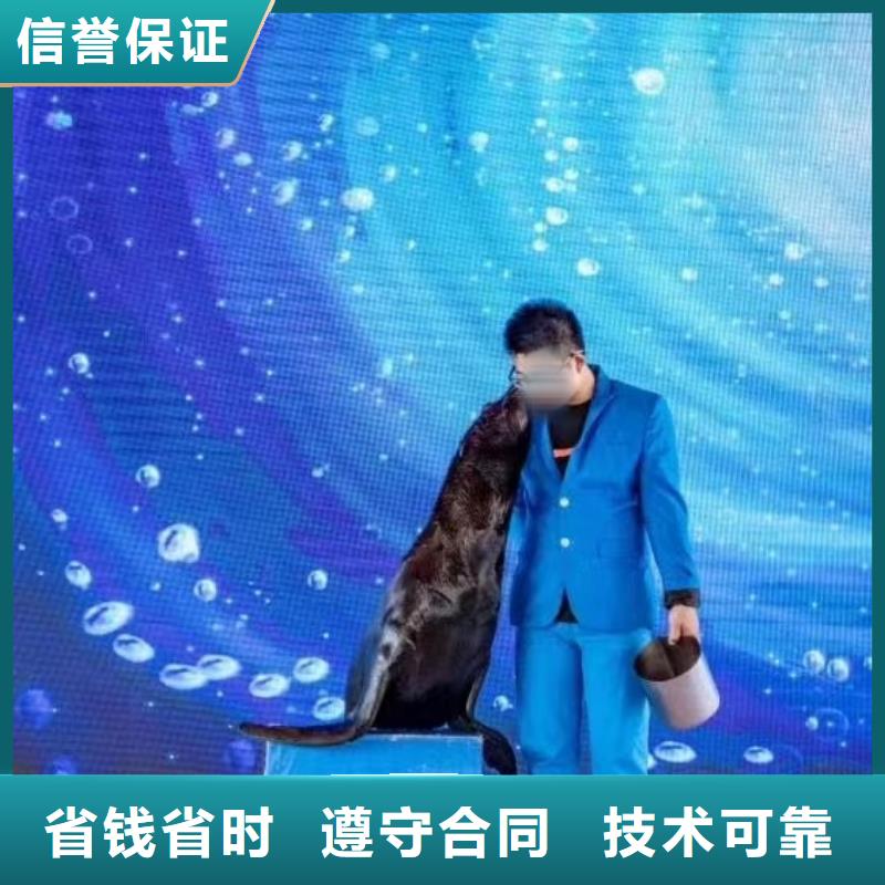 海洋主题动物表演出租表演鹦鹉技术精湛