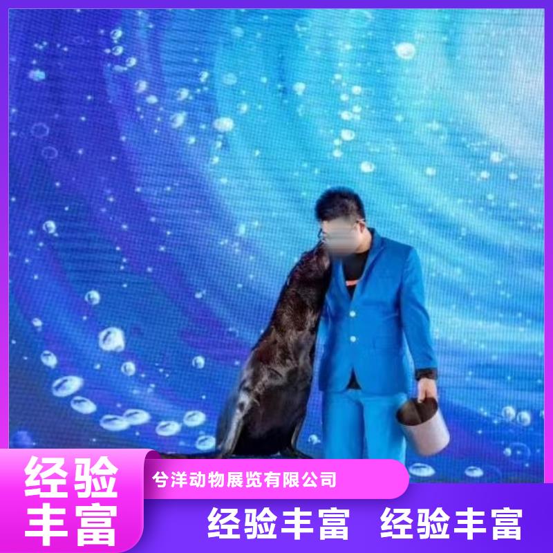 【海洋主题动物表演羊驼出租多年行业经验】