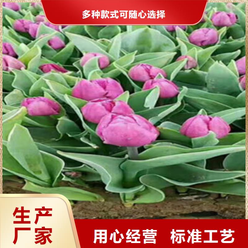 时令草花宿根花卉基地厂家品控严格