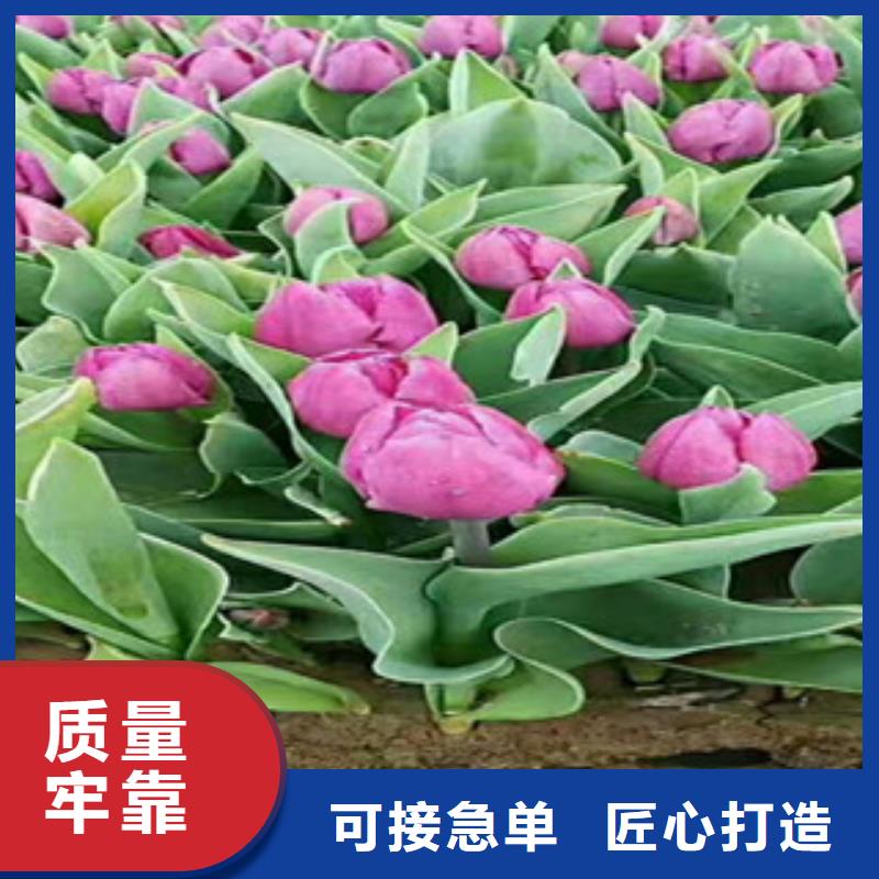 时令草花【水生植物/荷花睡莲】生产厂家