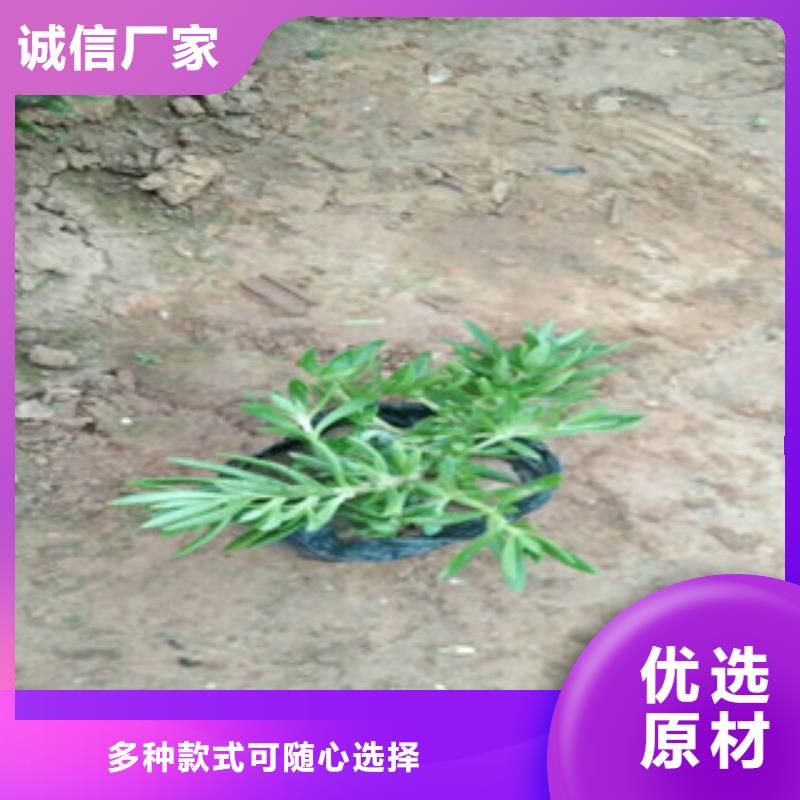 【时令草花耐寒耐旱草花基地厂家经验丰富】