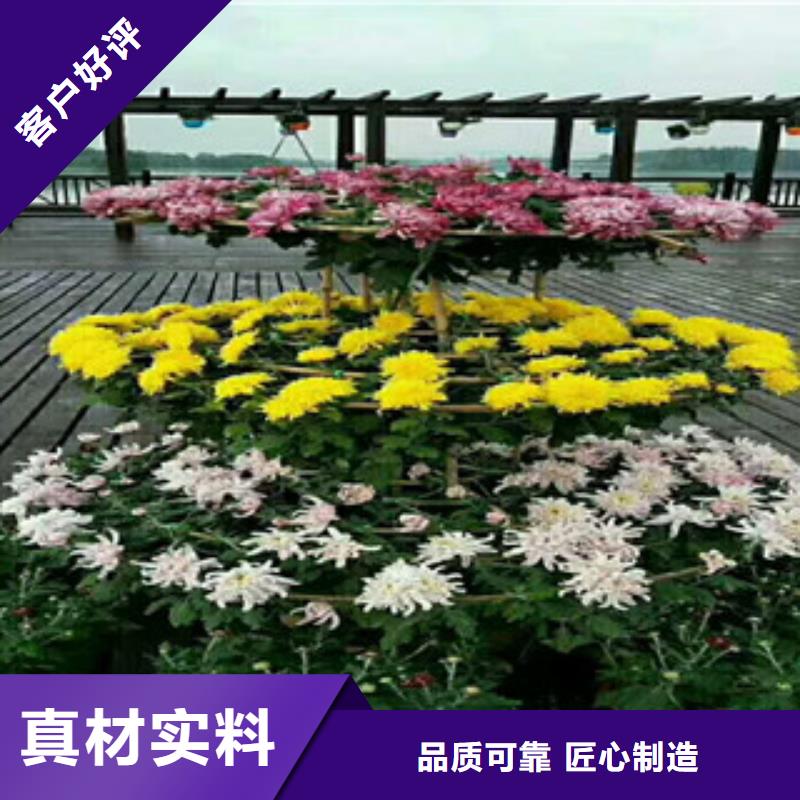 时令草花【水生植物/荷花睡莲】生产厂家