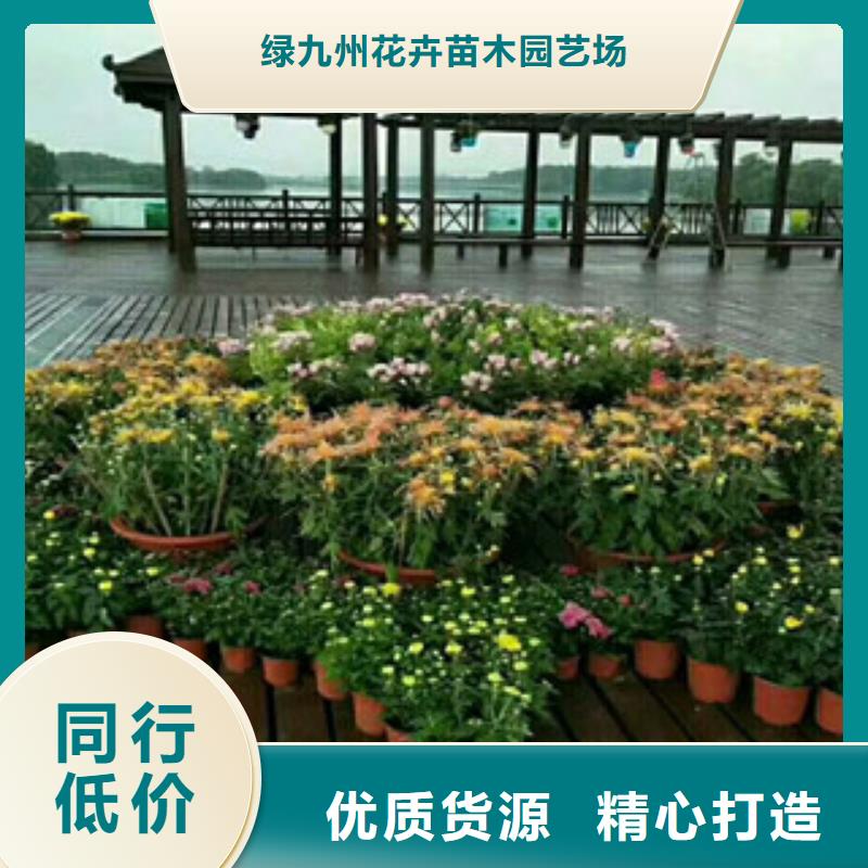 时令草花,【观赏草/蒲苇狼尾草】好产品有口碑