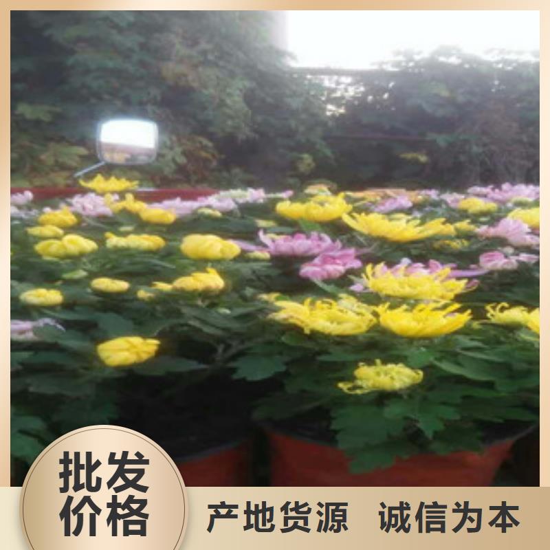 时令草花_耐寒耐旱草花基地适用范围广