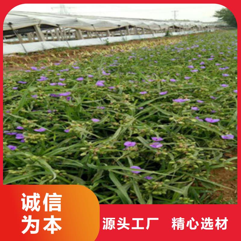 【时令草花耐寒耐旱草花基地厂家经验丰富】