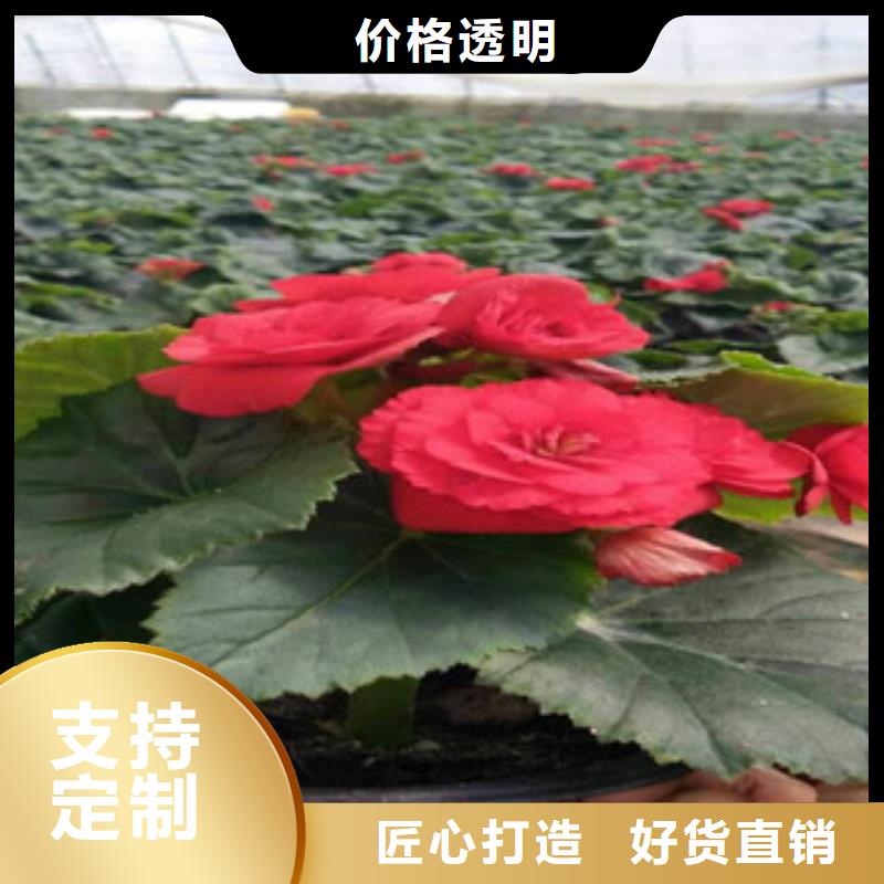 时令草花【水生植物/荷花睡莲】生产厂家