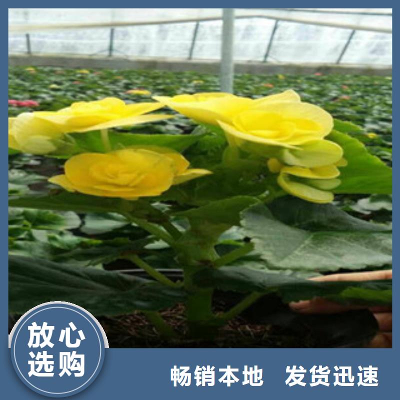 时令草花-时令花卉/绿化草花价格按需定做