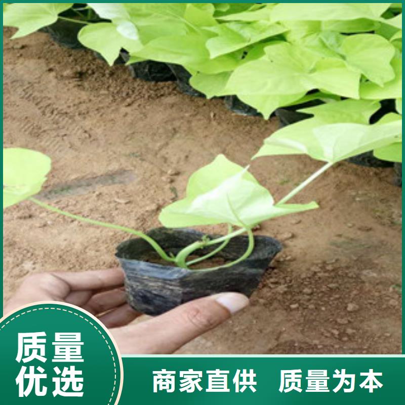 【时令草花鲁冰花/粉黛乱子草批发供应】