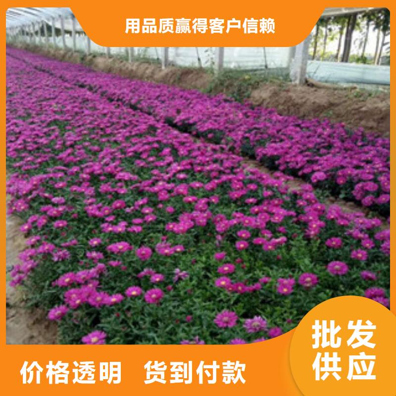 【时令草花耐寒耐旱草花基地厂家经验丰富】