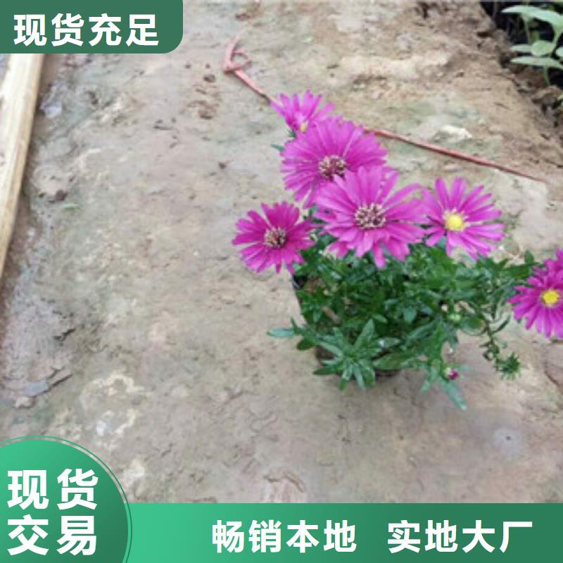 时令草花,耐寒耐旱草花基地支持大小批量采购