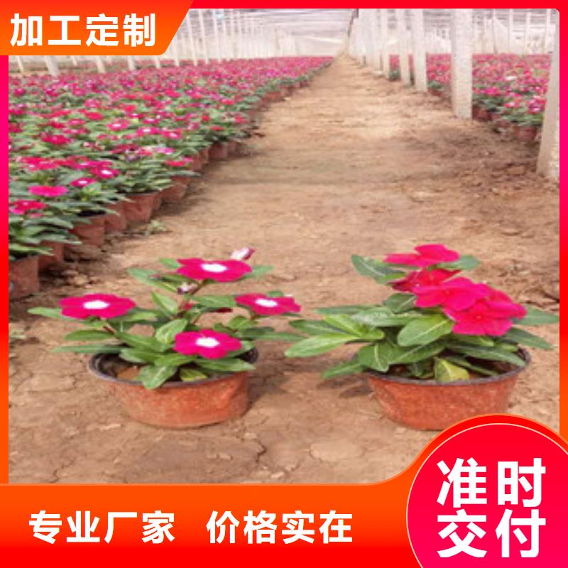 时令草花宿根花卉基地厂家品控严格