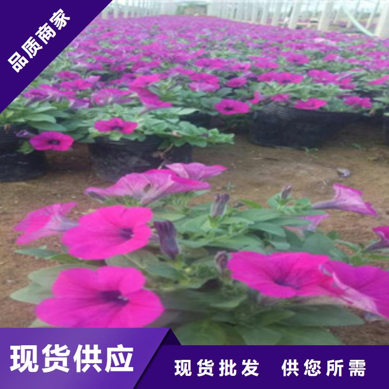 时令草花花海景观工程款式新颖
