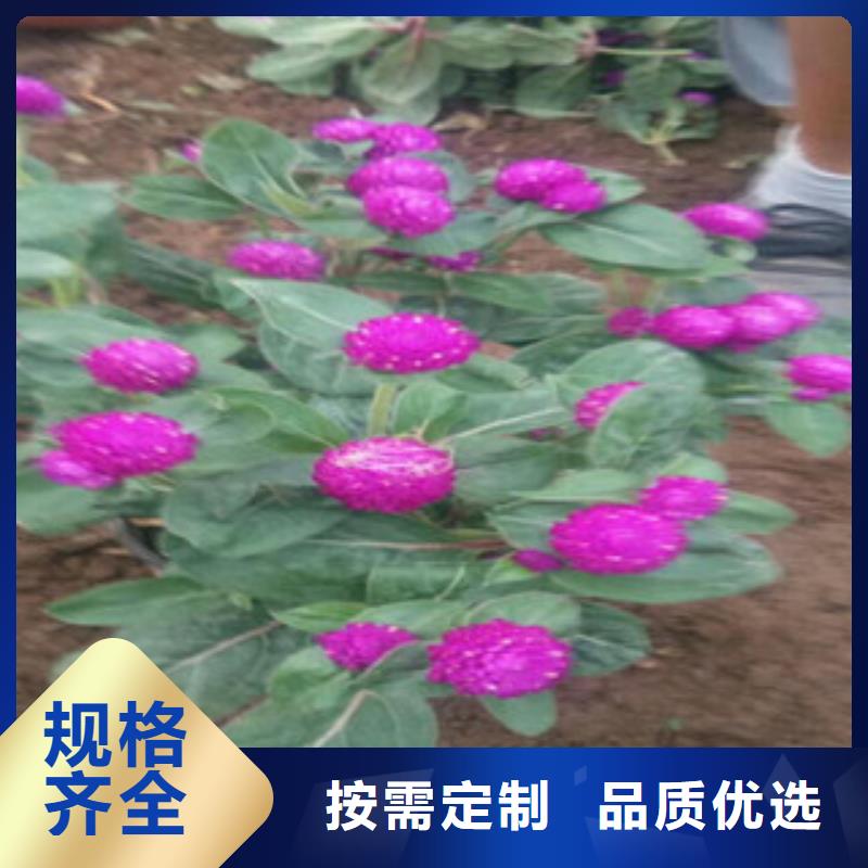 【时令草花耐寒耐旱草花基地厂家经验丰富】