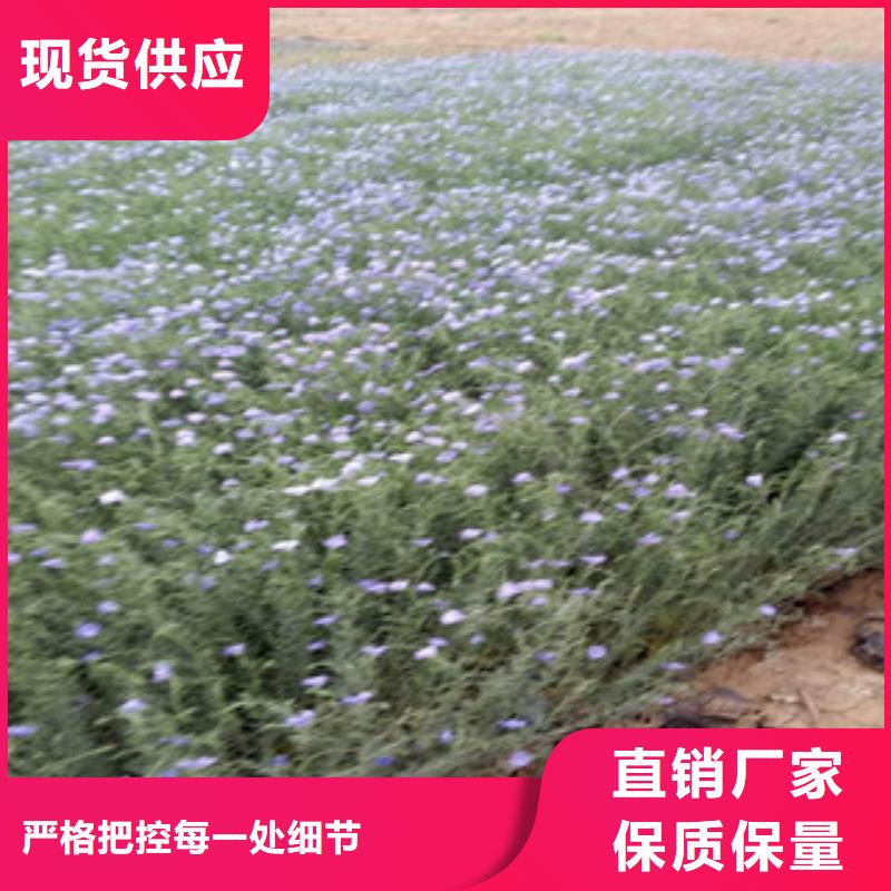 【宿根花卉鲁冰花/粉黛乱子草质量检测】