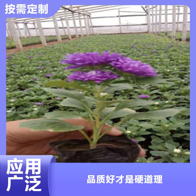 宿根花卉,水生植物/荷花睡莲支持批发零售